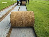 天泉三号草毯生产基地在，适合铺设在什么场地，草毯价格多少一平   