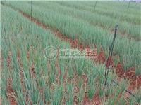 草坪喷灌园林自动灌溉 广西农业发展规划 水肥一体化标准配套设施