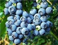 蓝莓鲜果