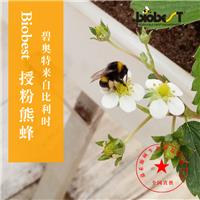 熊蜂市场价丨熊蜂授粉丨熊蜂授粉技术丨北京嘉禾源硕