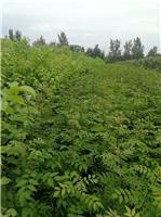 河南红玛瑙花椒苗种植方法 可提供技术支持
