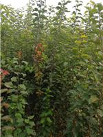 吉林矮化苹果树苗 示范育苗基地