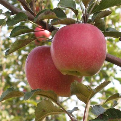有卖苹果苗 高产品种 红富士苹果苗