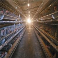 层叠式蛋鸡笼经济实惠高效节能环保全自动化养殖