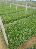 沈阳金鸡菊种子培育 双色金鸡菊种子 厂家供应 量大优惠