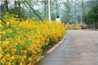 滁州大花宿根金鸡菊基地 花卉金鸡菊种子 基地培育 欢迎电话咨询