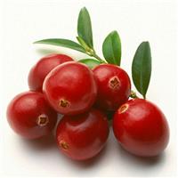美国进口蔓越莓浓缩清汁现货供应