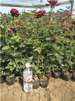 锦州红帽月季基地 切花月季花种子 厂家供应 量大优惠