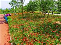 大天人菊-厂家供应 量大优惠-青州市天人菊种植基地