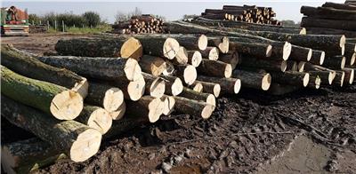 专业代理进口欧洲榉木规格料楼梯柱子料红榉方料榉木木方