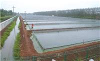 临泉县泥鳅养殖技术总部扶持养殖泥鳅苗技术指导