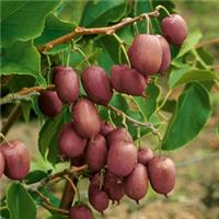 软枣猕猴桃营养价值紫红软枣猕猴桃种植技术