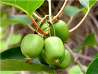 软枣猕猴桃种植前景软枣猕猴桃种苗价格
