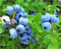 蓝莓营养价值蓝莓苗批发蓝莓苗价格