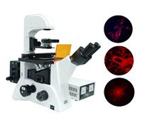 研究级倒置荧光显微镜 XDS-600C