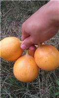 黄金百香果种植技术栽培哥比伦亚黄金百香果的营养