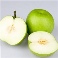 苹果梨苗供应苹果梨种植基地
