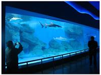 广州海洋生物水族馆主题展览出租  重庆海洋生物海洋展美人鱼海狮表演租赁展示