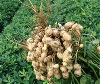 碧格缓释液态氮肥 替代尿素追肥小麦提苗肥