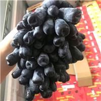 进口水果葡萄南非无籽黑提美人指新品上市原箱9斤供应各地水果批发市场