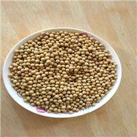 浙江高品质黄豆生产价格