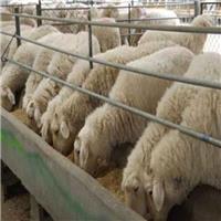 肉羊预混料生产价格