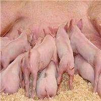 吉美系列饲料哺乳母猪预混料生产供应商