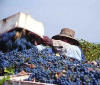 印度葡萄Vitis vinifera L需要国外工厂号码