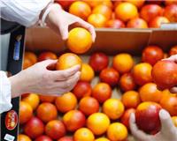 意大利血橙专业进口代理报关公司