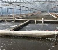 水产养殖新科技 工厂化养殖效益好 反季节收成大虾上市