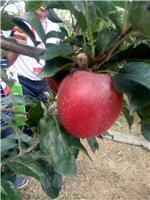 苹果树苗基地栽培技术