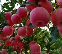 苹果树盛果期如何修剪，红富士苹果树苗图片