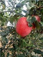 新品种苹果苗 提高苹果苗定植成活率