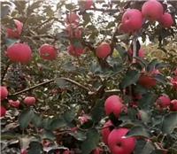 新品种苹果苗 一亩地可以种植多少棵苹果苗