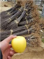3年苹果树苗一棵 苗木专业批发保成活