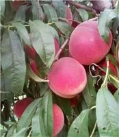 映霜红桃树苗的分类及特点
