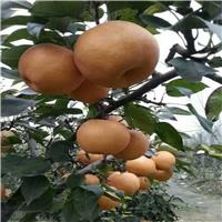 规范化梨树苗批发栽植的环境要素
