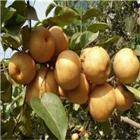 袋栽培是提高梨树苗商品性的有效方法