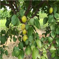 河南杏树苗基地,肥水管理对杏树苗有什么作用