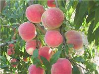 河北桃树苗新品种,桃树苗栽培种植管理技术