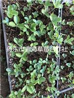 浙江草莓苗，浙江艳丽穴盘草莓苗，易成活，无病害