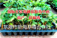 云南草莓苗，基地供应艳丽草莓苗，无病害，成活率高