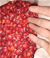 高质量特价鄂西红豆种子