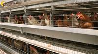 河南鸡笼厂家批发鸡笼，H型鸡笼，蛋鸡笼，肉鸡笼，育雏笼