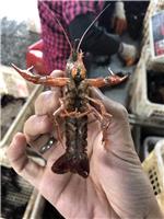 上海大量供货 小龙虾 一手货源