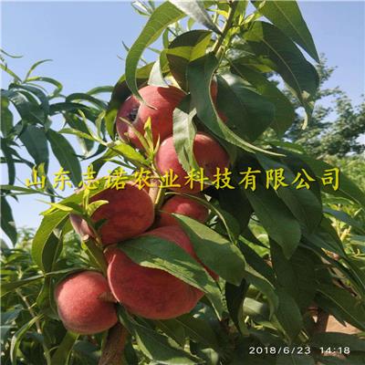 黑龙江省齐齐哈尔市碾子山矮化吉塞拉樱桃苗