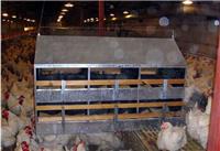 雏鸡运输笼 小鸡塑料周转筐 优质鸡苗筐运输笼