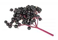 欧洲黑接骨木莓提取物粉