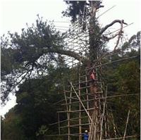 古树防雷措施 古树名木的防雷衣 特种防雷资质 河南扬博避雷公司