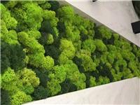重庆永生苔藓植物墙重庆立体墙面装饰重庆生态绿化墙重庆仿真青苔墙